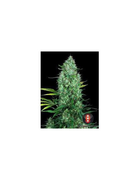 Serious 6 Regular (Serious Seeds)-Serious Seeds-GnomesGarden