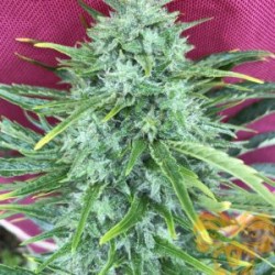 Mighty Gold Fast Version Feminized (Real Gorilla Seeds) 