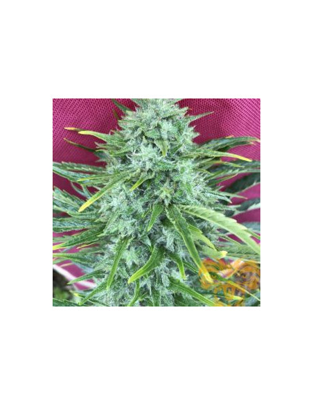 Fast Version Mighty Gold Feminized (Real Gorilla Seeds)--GnomesGarden