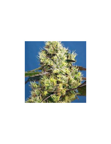Sweet Gelato Auto Feminizowane (Sweet Seeds)-Sweet Seeds-GnomesGarden