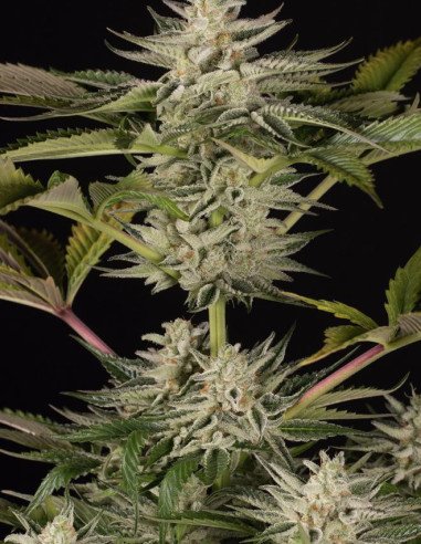 Ocean Grown Cookies Feminizowane (Dinafem)
