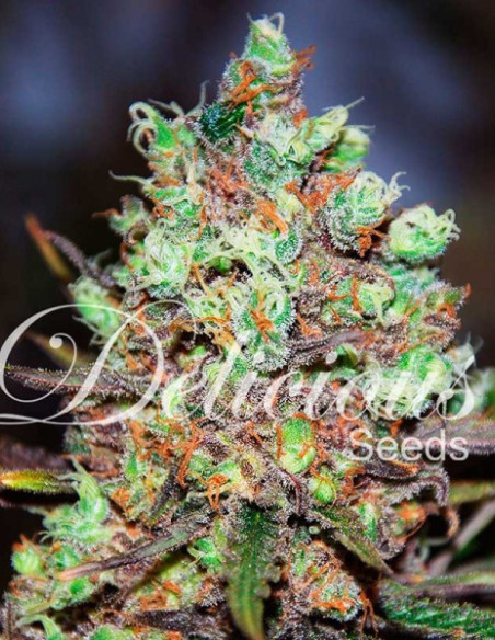 Cotton Candy Kush Feminizowane (Delicious Seeds)-Delicious Seeds-GnomesGarden