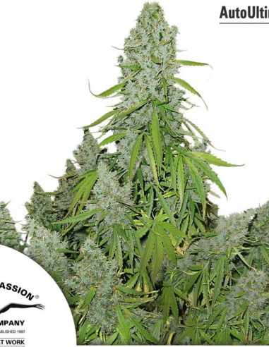 Auto Ultimate Feminizada (Dutch Passion)-Dutch Passion-GnomesGarden