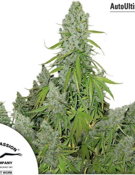 Auto Ultimate Feminizada (Dutch Passion)-Dutch Passion-GnomesGarden