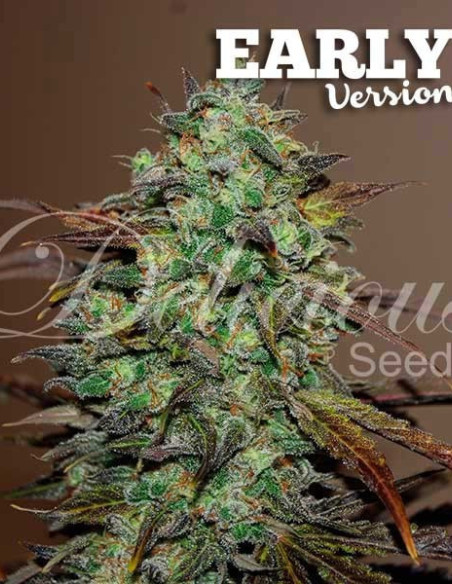 Eleven Roses Early Version Feminizowane (Delicious Seeds)-Delicious Seeds-GnomesGarden