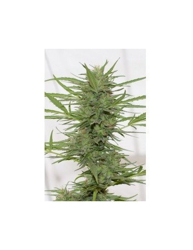 Auto Dedoverde Haze Feminised (Humboldt Seed)