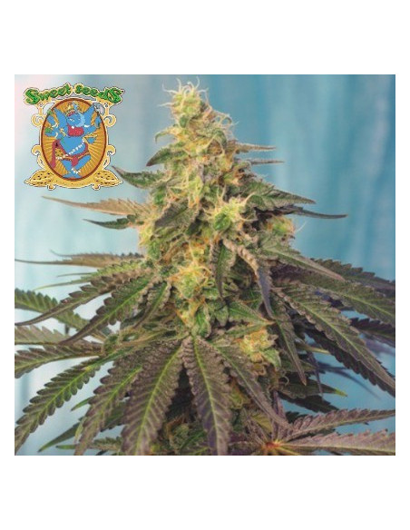 Cream Caramel CBD Feminizowane (Sweet Seeds)-Sweet Seeds-GnomesGarden