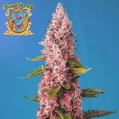 Red Hot Cookies Feminizowane (Sweet Seeds)