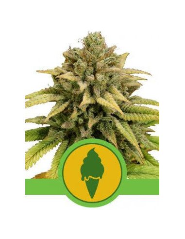 Green Gelato Auto Feminizowane (Royal Queen Seeds)