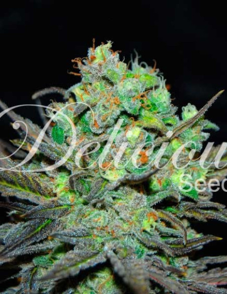 Eleven Roses Feminizowane (Delicious Seeds)-Delicious Seeds-GnomesGarden