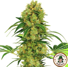 Big Industrial Early Version Feminizowane (Gnomes Seeds)