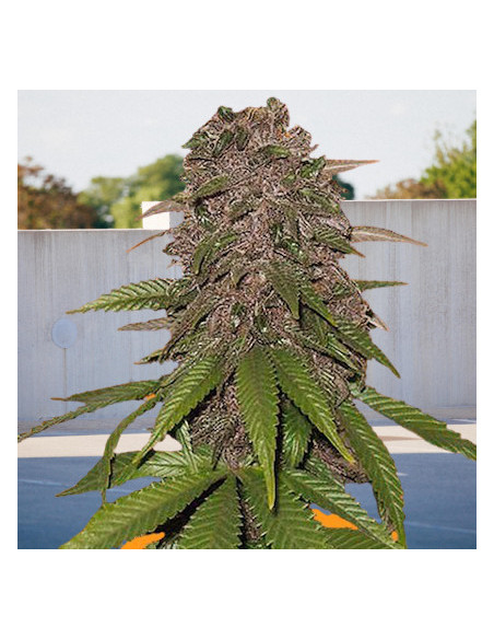Auto C4 Feminizowane  (BioGenetic)-Biogenetic-GnomesGarden