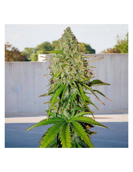 Auto Grapefruit Feminizowane  (BioGenetic)-Biogenetic-GnomesGarden