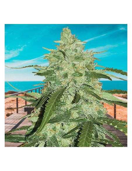 Auto Pineapple Express Feminised (BioGenetic)-Biogenetic-GnomesGarden