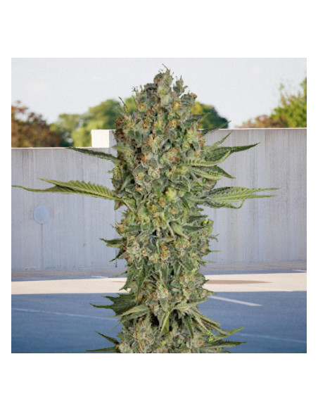 Serious 6 x Passion Feminizowane  (BioGenetic)-Biogenetic-GnomesGarden