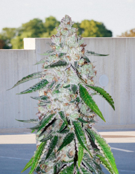 Auto West Coast OG Feminizowane  (BioGenetic)-Biogenetic-GnomesGarden