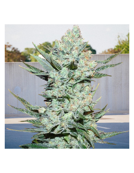 Auto Tangie Feminised (BioGenetic)-Biogenetic-GnomesGarden