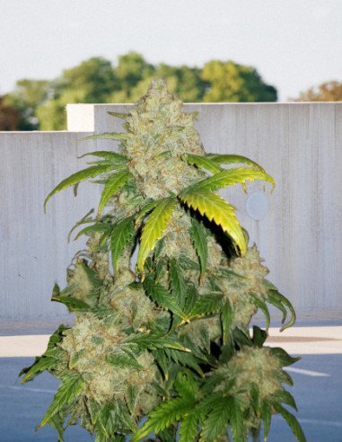 Auto Zkittlez Feminizowane  (BioGenetic)