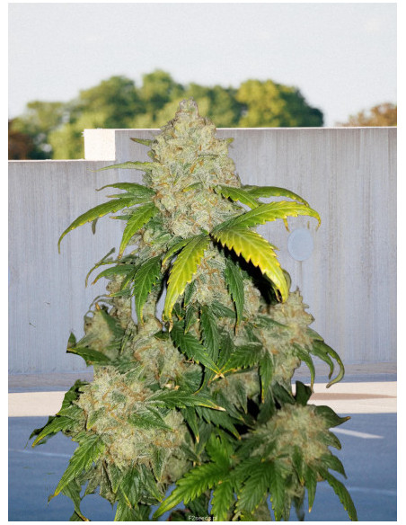 Auto Zkittlez Feminizowane  (BioGenetic)-Biogenetic-GnomesGarden