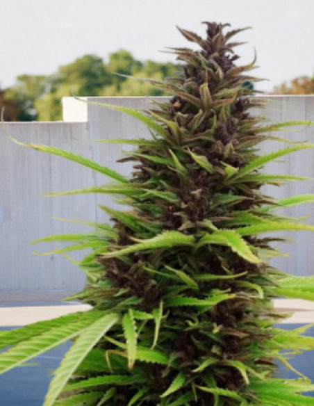 Shaman x Passion Feminised (BioGenetic)-Biogenetic-GnomesGarden