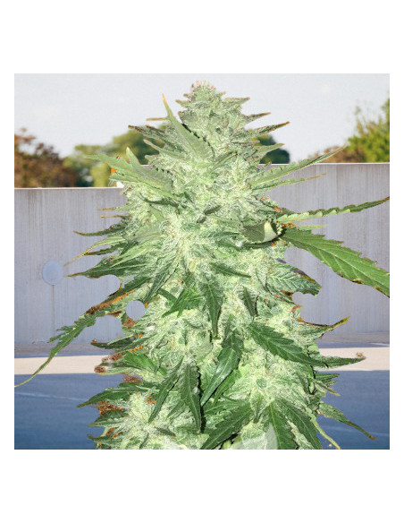 Auto Medical Crack Feminizowane  (BioGenetic)-Biogenetic-GnomesGarden