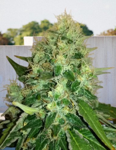 Fast Version Guerilla Gold x Girl Scout Cookies Feminizowany (Biogenetic) Fast Version Guerilla Gold x Girl Scout Cookies Feminizowany (Biogenetic)