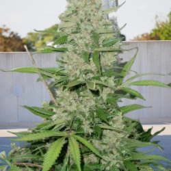 Fast Version Passion x Girl Scout Cookies Feminizowany (Biogenetic)