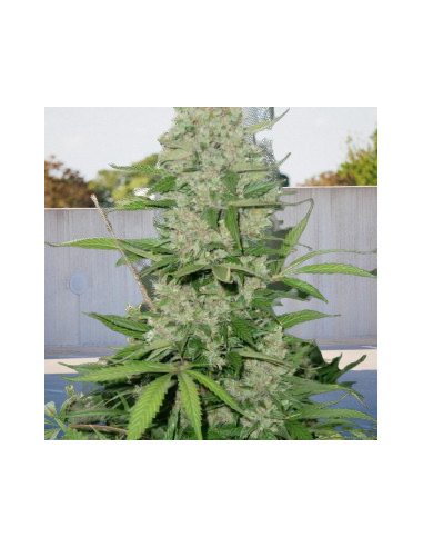 Fast Version Passion x Girl Scout Cookies Feminizowany (Biogenetic)