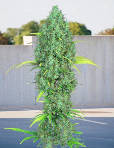 Fast Version Serious 6 x Girl Scout Cookies Feminizowany (Biogenetic)
