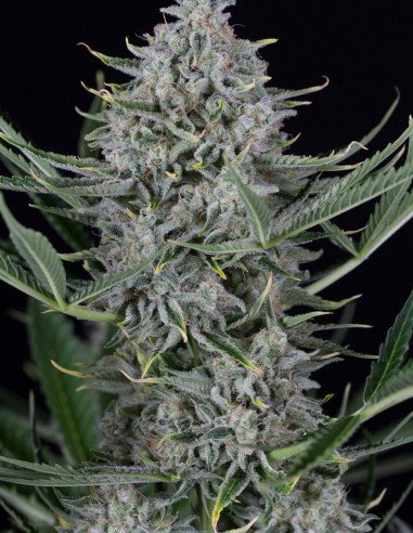 Auto Cookies Feminizowane (Dinafem)