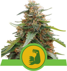 Hulkberry Auto Feminized (Royal Queen Seeds)