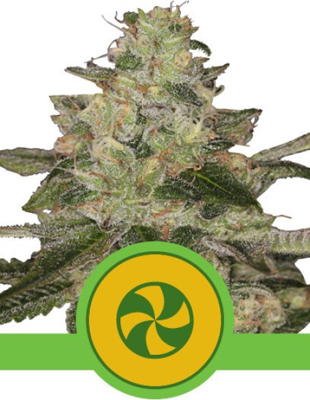 Sweet ZZ Auto Feminizowane (Royal Queen Seeds)-Royal Queen Seeds-GnomesGarden