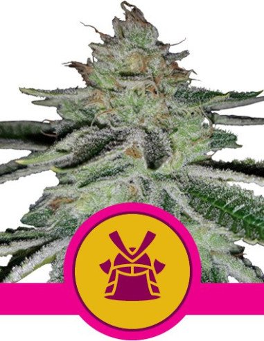Shogun Feminizowane (Royal Queen Seeds)