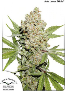 Auto Lemon Kix Feminized ( Dutch Passion)