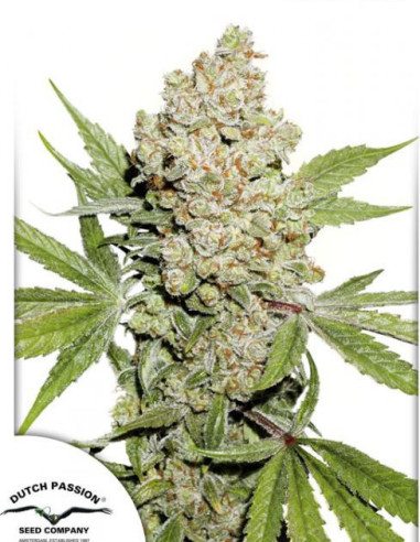 Auto Lemon Kix Feminized ( Dutch Passion)-Dutch Passion-GnomesGarden