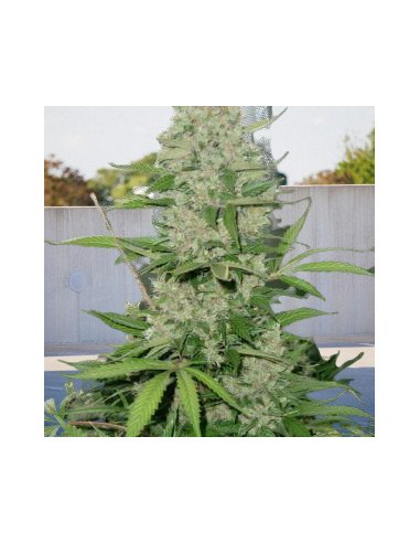 Biddy Early 1 Fast Feminised (Biogenetic)