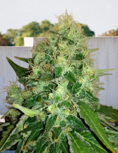 Green Poison SuperFast Version Feminised (Biogenetic)-Biogenetic-GnomesGarden