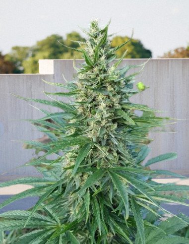 KC33 Fast Version Feminised (Biogenetic)