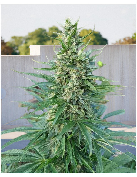 KC33 Fast Version Feminizowane (Biogenetic)-Biogenetic-GnomesGarden