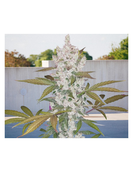 Leda Uno Fast Version Feminizowane (Biogenetic)-Biogenetic-GnomesGarden