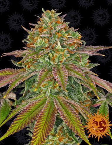 Wedding Cake Feminised (Barney's Farm)-Barney`s Farm-GnomesGarden