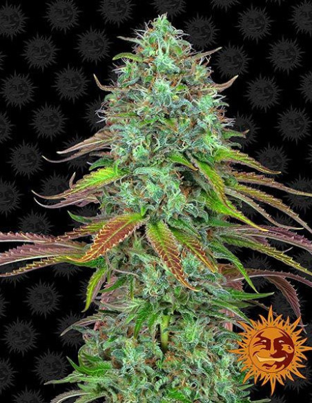 LSD Auto Feminizowane (Barney's Farm)-Barney`s Farm-GnomesGarden