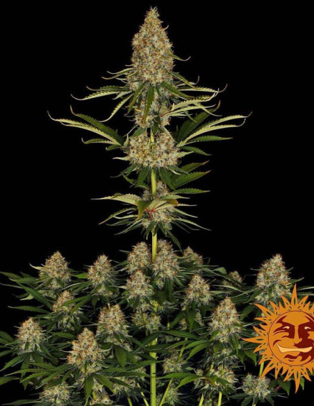 Strawberry Lemonade Feminised (Barney's Farm)-Barney`s Farm-GnomesGarden