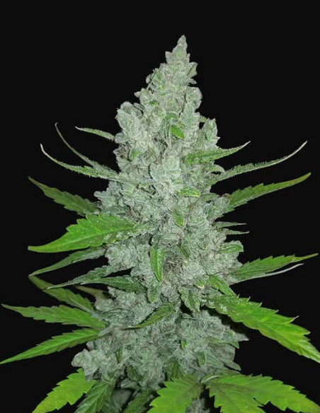 Auto Original Sour Diesel Feminised (Fastbuds)-FastBuds-GnomesGarden