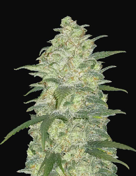 Auto Original White Widow Feminizowane (Fastbuds)-FastBuds-GnomesGarden