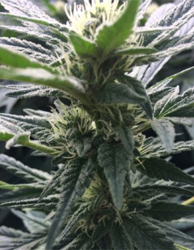 Passion Fast Version Outdoor Feminizowane (Gnomes Seeds)