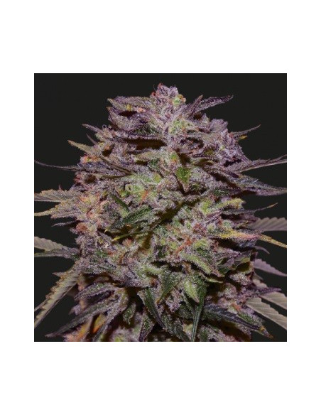 Purple Russian Express Feminizowane (Kalashnikov Seeds)-Kalashnikov Seeds-GnomesGarden