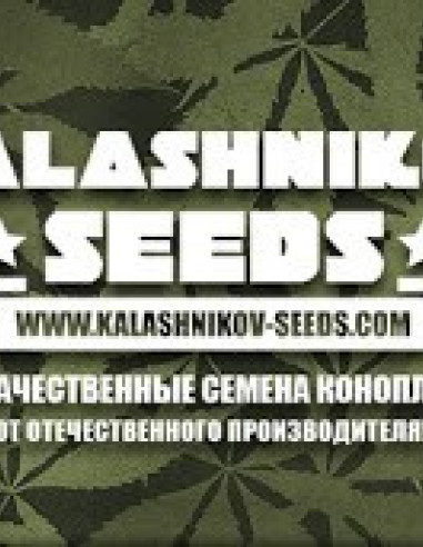 Soyuz OG Express Feminised (Kalashnikov Seeds)-Kalashnikov Seeds-GnomesGarden