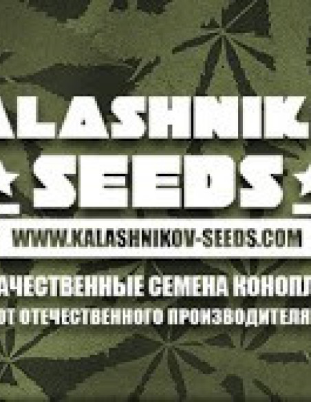 Soyuz OG Express Feminised (Kalashnikov Seeds)-Kalashnikov Seeds-GnomesGarden