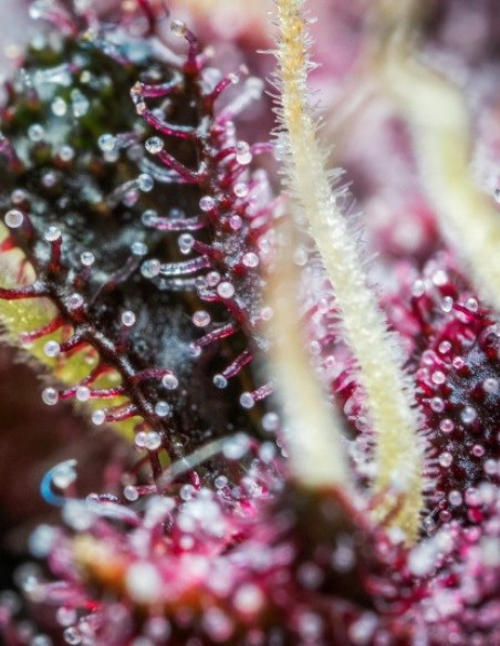 Purple Punch Auto Feminisiert (FastBud)-FastBuds-GnomesGarden